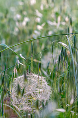 dandelion among the grass in the field