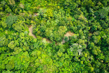 Amazon Rainforest Aerial View. Tropical Green Jungle in Peru, South America. Bird's-eye view.
