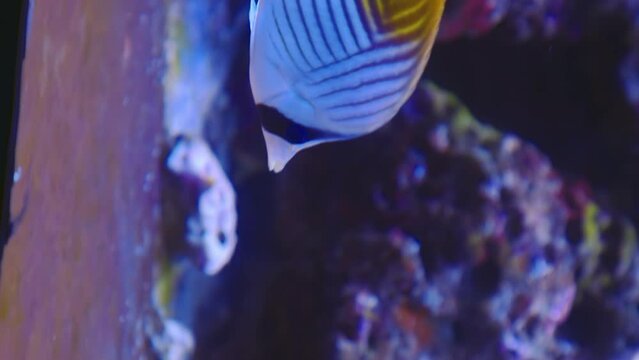 Vertical shot, close-up of saltwater threadfin butterflyfish swimming slowly and moving tail along the aquarium with small fish between the coral reefs.