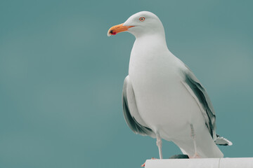 seagull on a post