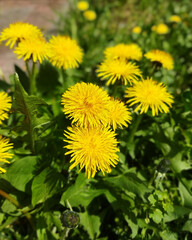 Healthy beautiful blooming dandelion plants. Yellow spring dandelion flowers with leaves on the meadow.