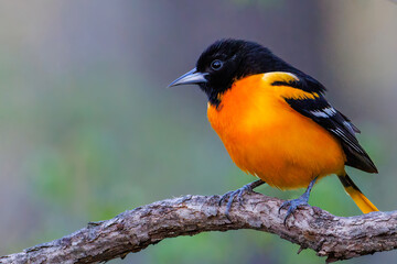 Close up portrait of a Baltimore oriole (Icterus galbula) perched on a tree branch during early...