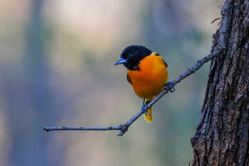 Baltimore oriole (Icterus galbula) perched on a tree branch during early spring. Selective focus, background blur and foreground blur.
