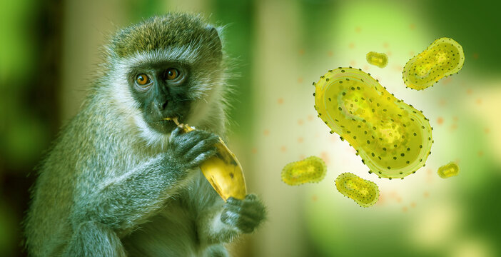 Monkeypox outbreak concept. Monkeypox is a viral zoonotic disease. Monkeypox outbreak, MPXV virus. The spread of the disease from wild animals. The virus flies around the monkey.