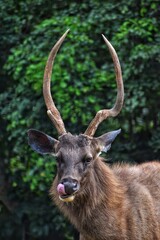 Indian Sambar Deer in the forest