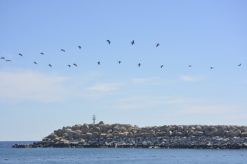 seagulls on the beach