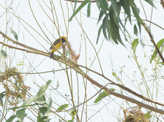 Asian Golden Weaver