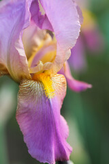 Purple iris grows in a meadow in the garden. Floriculture.