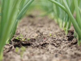 Young green onions in the garden