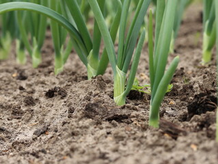 Young green onions in the garden