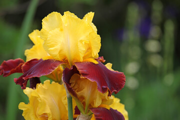 Bearded Iris 'Andalou' in flower.