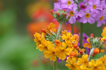 Colourful yellow Primrose 'Candelabra' hybrids in flower