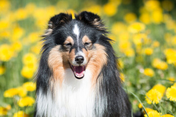 Cute black white shetland sheepdog, sheltie sitting outdoors on a field of green grass with meadows...