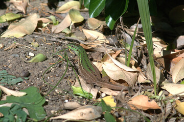 lizard on the ground,nature, green,reptile, wild, natural,wildlife,