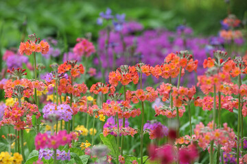 Colourful orange Primrose 'Candelabra' hybrids in flower