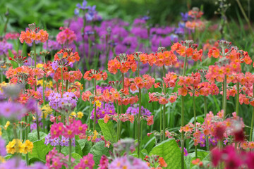 Colourful orange Primrose 'Candelabra' hybrids in flower