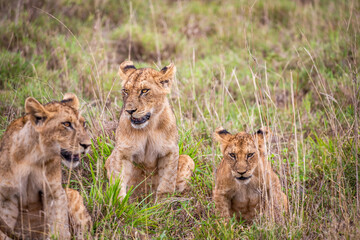 Naklejka na ściany i meble A family of lions with their cubs, Photographed in Kenya, Africa on a safari through the savannah of the national parks. Pictures from a morning game drive
