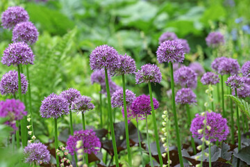 Obraz premium Purple allium 'pinball wizard' in flower