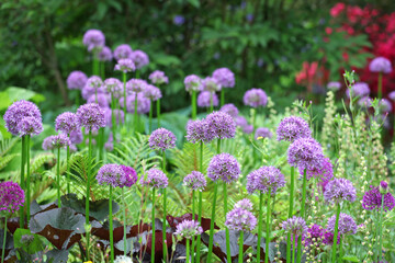 Obraz premium Purple allium 'pinball wizard' in flower