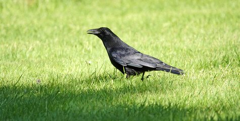 Fototapeta premium Black Carrion crow or Corvus corone searching for food in a meadow