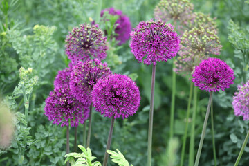 Purple allium 'purple sensation' in flower.