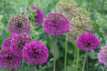 Purple allium 'purple sensation' in flower.