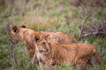 Naklejka na ściany i meble A family of lions with their cubs, Photographed in Kenya, Africa on a safari through the savannah of the national parks. Pictures from a morning game drive