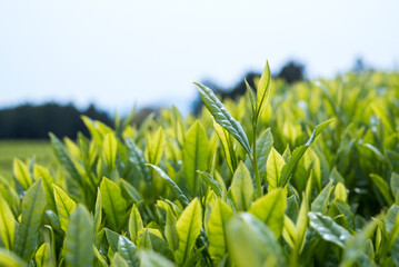 お茶の新芽　収穫を待つ春の茶畑　コピースペース　Fresh tea bud and leaves in tea farm and blue sky