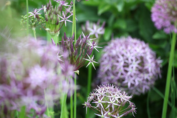 Allium cristophii, the Persian onion or star of Persia in flower.