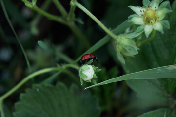 Photo of a ladybug beetle sitting on a leaf of grass. Black and red wings. An insect called Coccinellidae has a convex oval body and is distributed throughout the world.