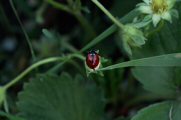 Photo of a ladybug beetle sitting on a leaf of grass. Black and red wings. An insect called Coccinellidae has a convex oval body and is distributed throughout the world.