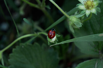 Obraz premium Photo of a ladybug beetle sitting on a leaf of grass. Black and red wings. An insect called Coccinellidae has a convex oval body and is distributed throughout the world.