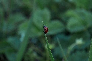 Photo of a ladybug beetle sitting on a leaf of grass. Black and red wings. An insect called Coccinellidae has a convex oval body and is distributed throughout the world.