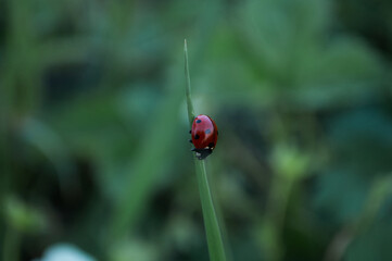 Photo of a ladybug beetle sitting on a leaf of grass. Black and red wings. An insect called Coccinellidae has a convex oval body and is distributed throughout the world.