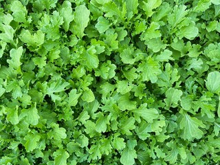 green leaves background