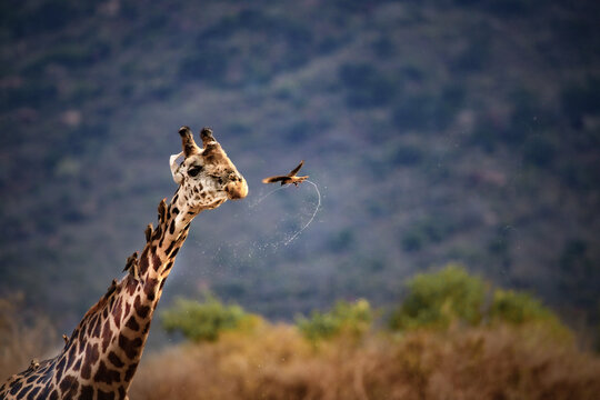 Giraffe photographed on a safari in Kenya. birds sit on the animal in the savannah of Africa.