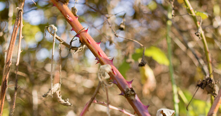 Red prickly plant branch with thorns