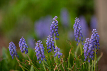 Fototapeta na wymiar Blue Grape Hyacinth