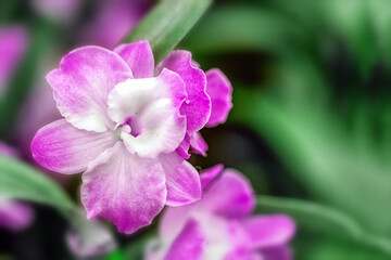 close up of orchid