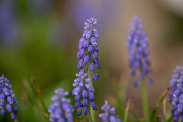 Blue Grape Hyacinth