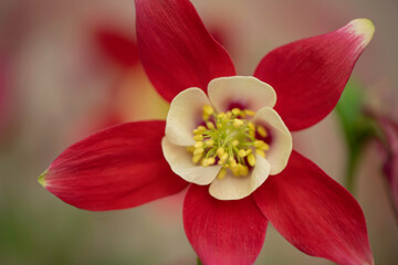 Origami Red and White Columbine
