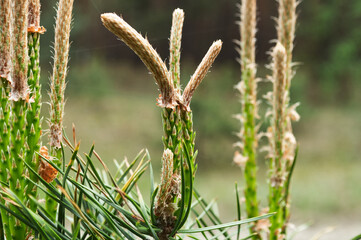 Pine forest. Branches with green spines. Mild climate. Place for a picnic and outdoor recreation. Natural landscape. Coniferous aroma is good for the thyroid gland.