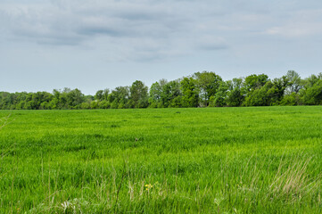 Photo of a green spring landscape. Growing wheat in a field near a forest plantation. Agricultural property. Wheat is grown for export and processing into flour. Ingredient for baking bread.