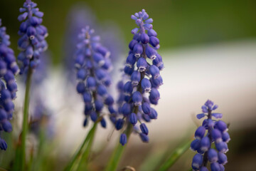 Blue Grape Hyacinth