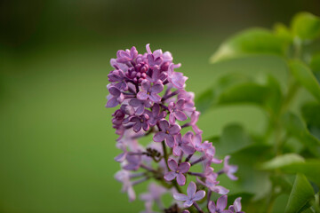 lilac flowers