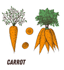 Carrot sketch. Hand drawn vector illustration. Engraved image. Carrot vegetable hand drawn sketch.