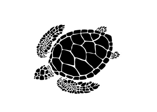 turtle illustration 