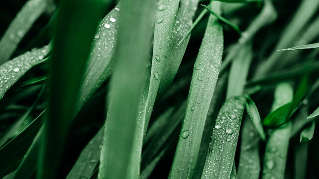 Green grass with water drops as background texture