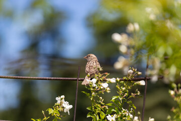 Sparrow. Brown sparrow on a fence in the park of the Rosaleda del Parque del Oeste in Madrid. Background full of colorful flowers. Spring print. In Spain. Europe. Photography.