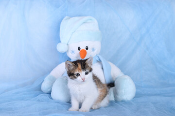 Little Cat on a blue background sitting next to a blue toy Snowman. Winter. Happy new Year. Cat and Snowman. Close up of a Kitten. New Year card. Holiday. Concept of adorable little pets. Home pet.